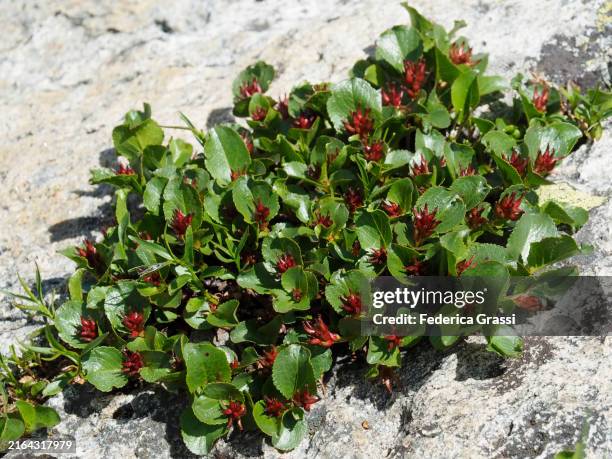 Snowbed 79 Salix L Stock Photos, High-Res Pictures, and Images - Getty Images