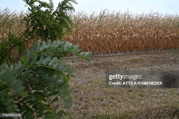 Aug Maize 94 Dabas Hungary Stock Photos, High-Res Pictures, and Images - Getty Images