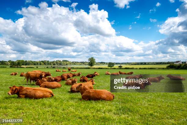 grupo de hermosas vacas pastando en la campiña rural francesa - mamífero ungulado fotografías e imágenes de stock