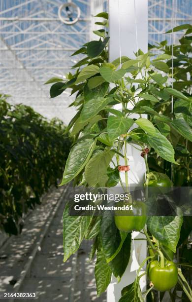 fresh green bell peppers hanging on plant in greenhouse - green bell pepper stock pictures, royalty-free photos & images