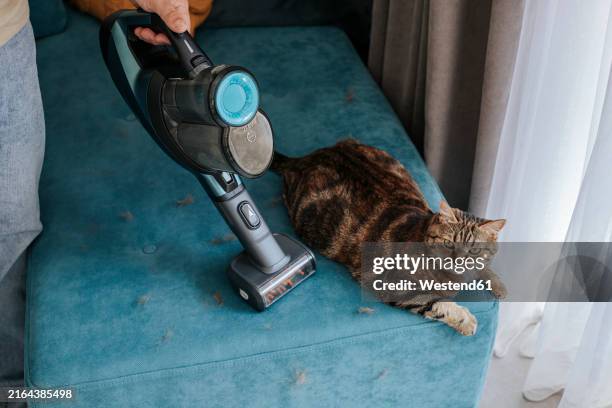 cat sitting on sofa being cleaned by vacuum cleaner at home - staubsauger stock-fotos und bilder