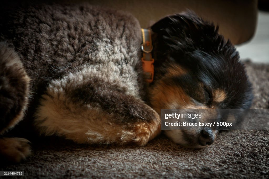 Close-up of dog sleeping,Mesa,Arizona,United States,USA