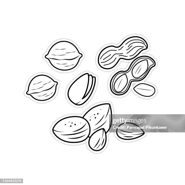 vektorillustration des satzes verschiedener nüsse isoliert auf weißem hintergrund schwarz-weiß-zeichnung für kinder, um zu lernen, nach dem bild zu malen. - nussschale stock-grafiken, -clipart, -cartoons und -symbole