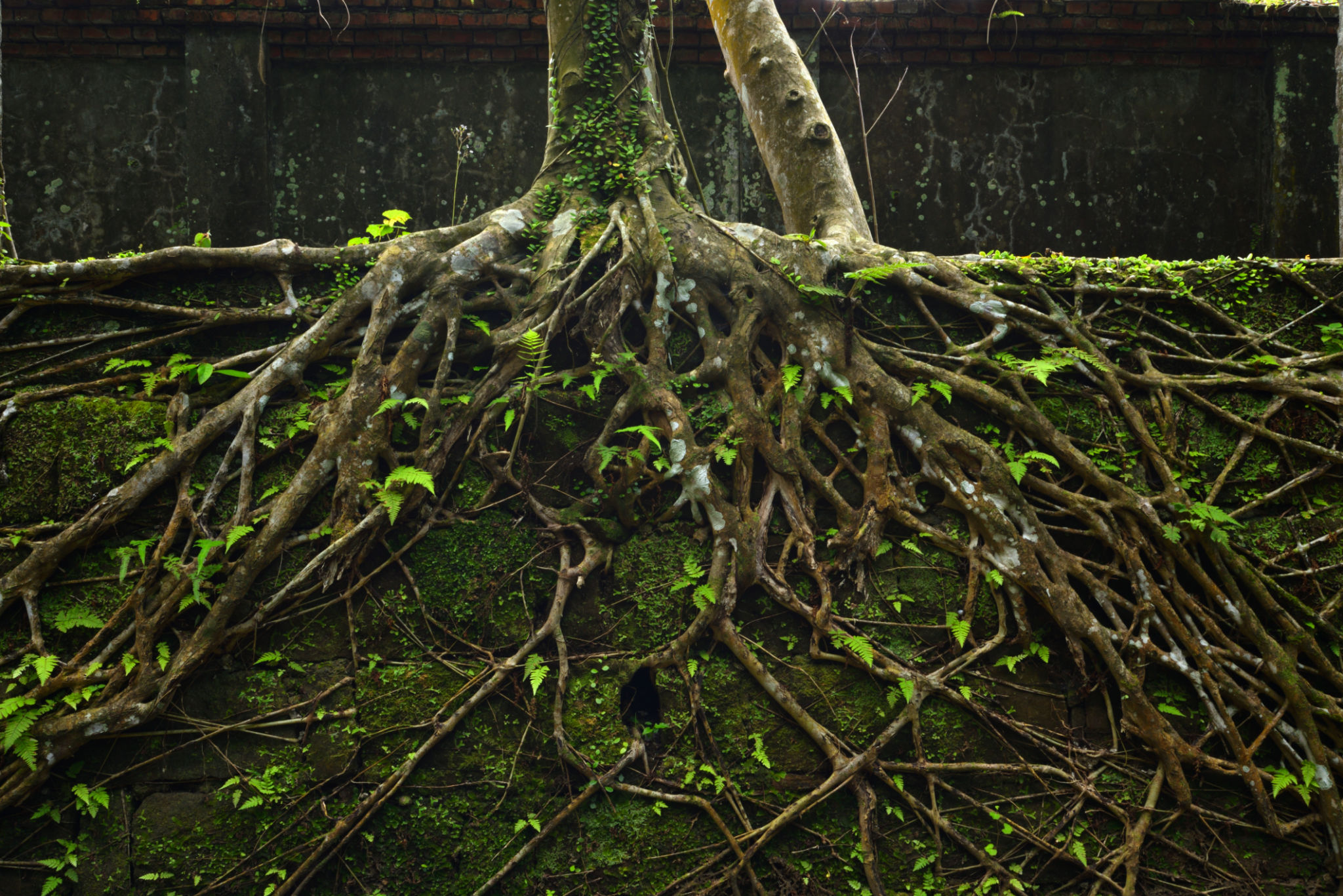 tree roots