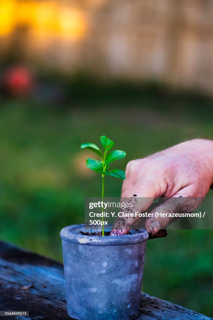 Close-up of hand holding seedling,Florida,United States,USA