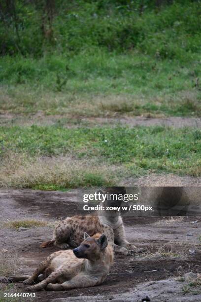 high angle view of hyena sitting on grassy field - striped hyena stock pictures, royalty-free photos & images