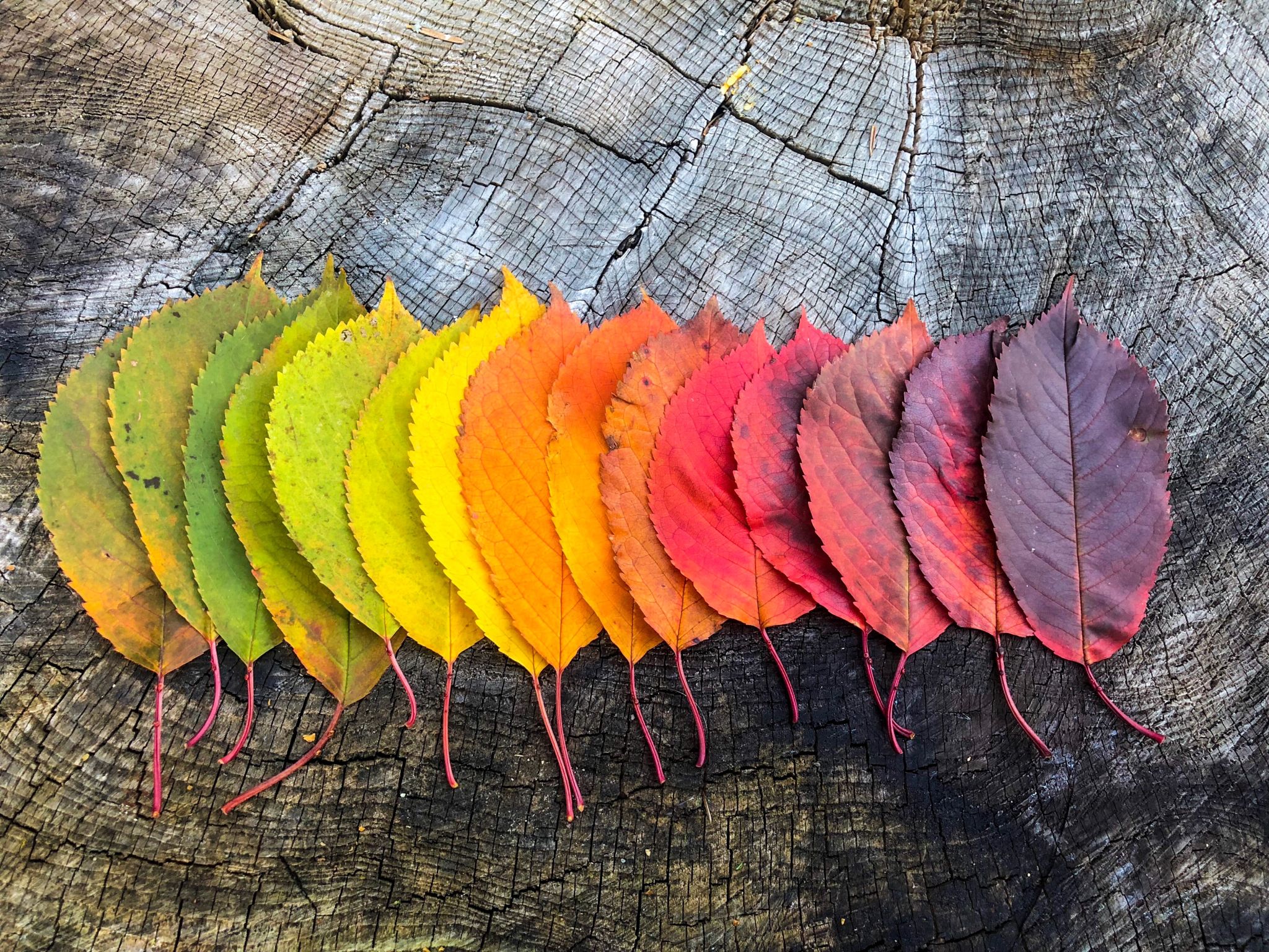 seasonal changes