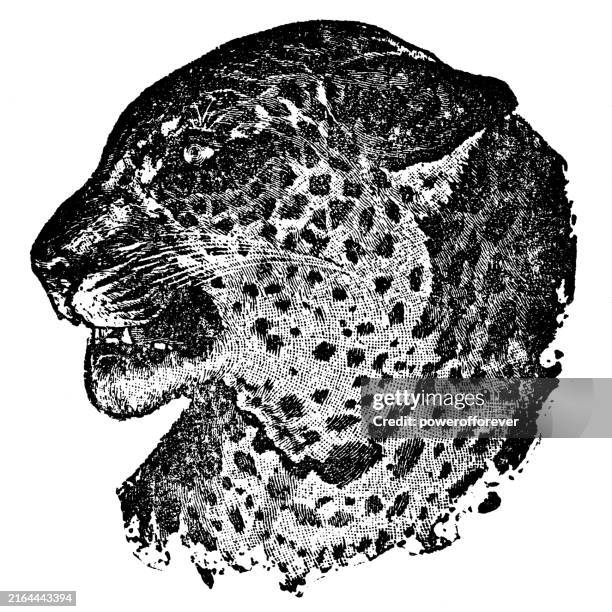 leopard (panthera pardus) - 19th century - leopard head stock illustrations