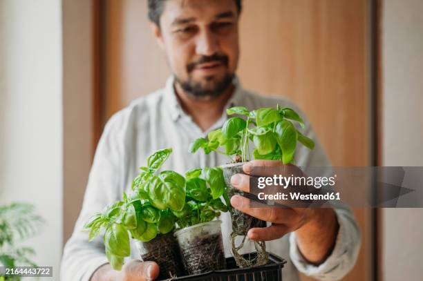 mature man with fresh green basil houseplants at home - basil stock pictures, royalty-free photos & images