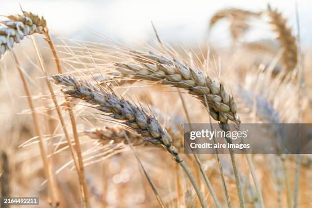 focus on several ears of wheat in motion, outdoors in a beautiful wheat field in daylight. - ripe stock pictures, royalty-free photos & images