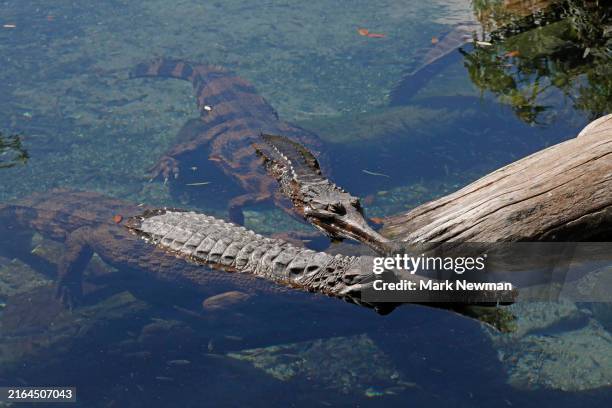 gharial - gharial stock pictures, royalty-free photos & images