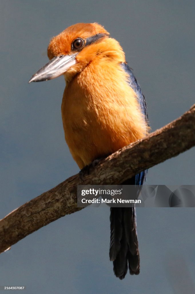 Guam Kingfisher