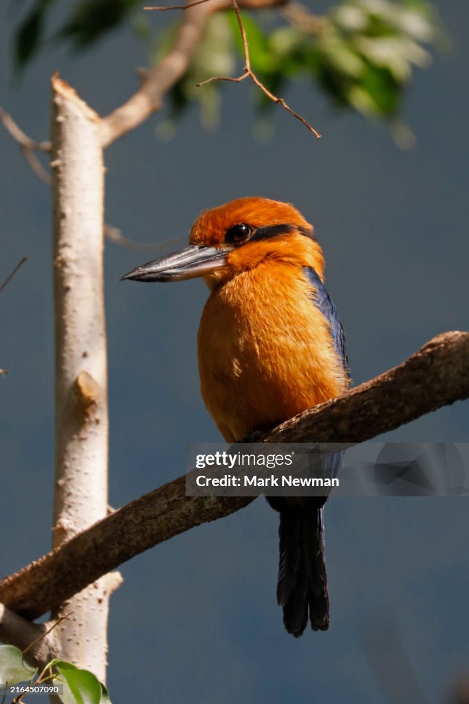 Guam Kingfisher