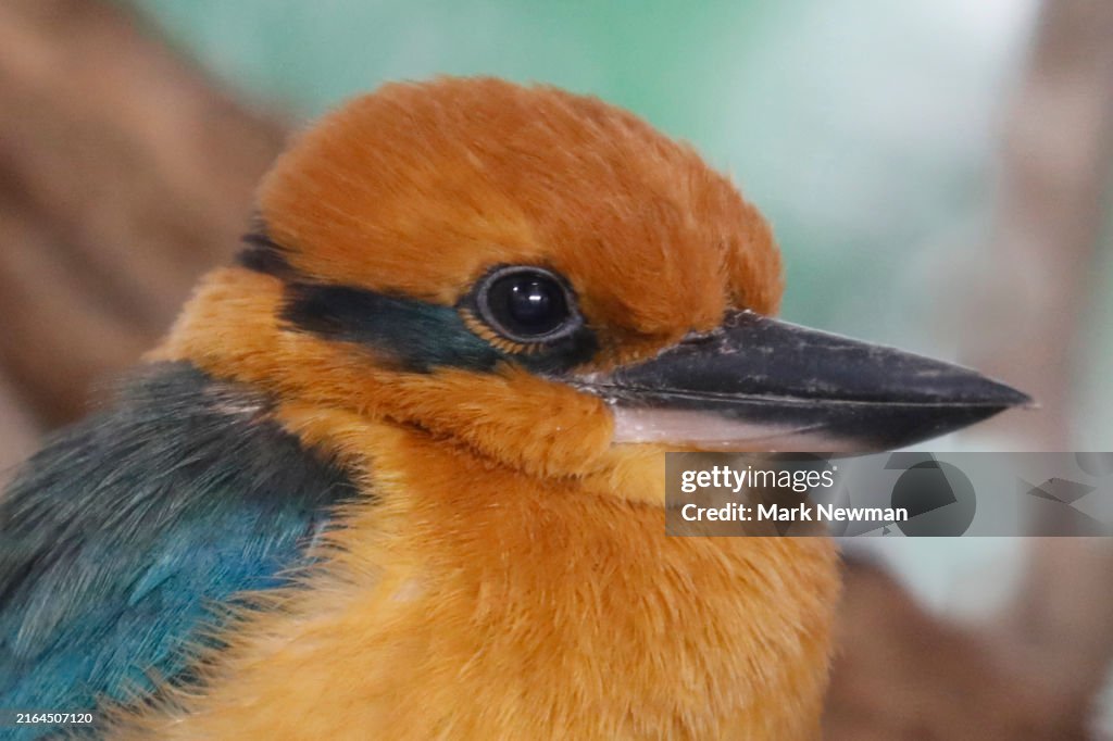 Guam Kingfisher