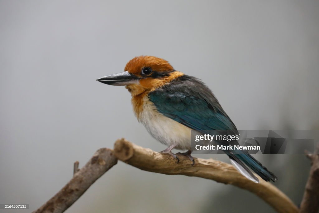 Guam Kingfisher