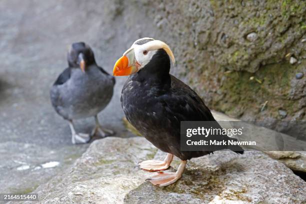 tufted puffin - tufted puffin stock pictures, royalty-free photos & images