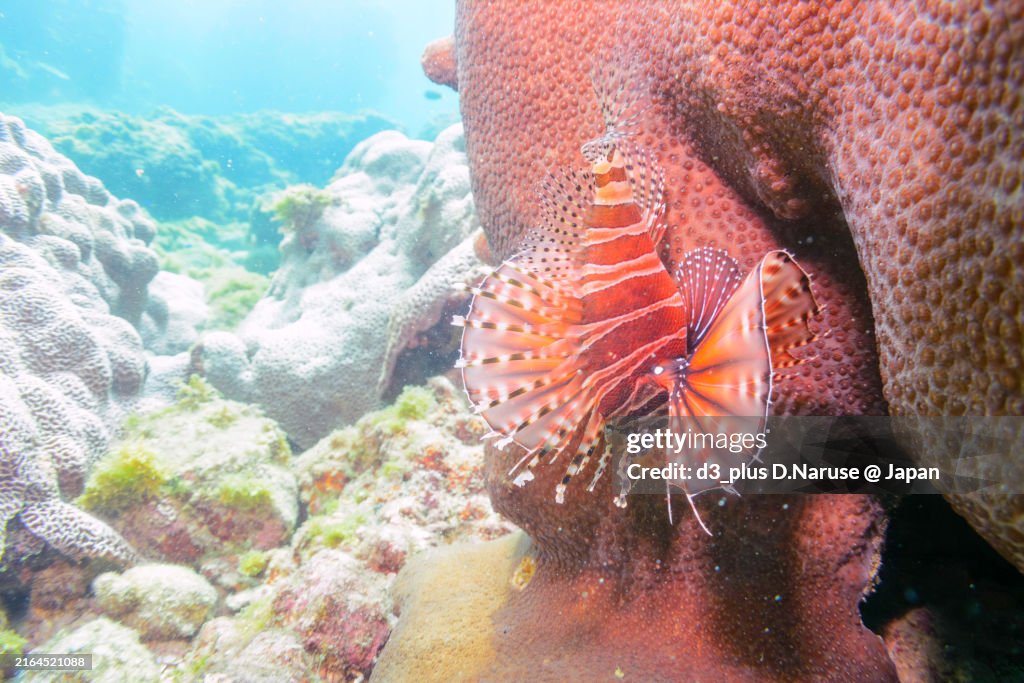 A beautiful, large Green sea turtle (Chelonia mydas) swims leisurely.Shikinejima island, Izu Islands, Tokyo - October, 2020