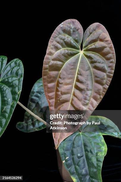 Anthurium Amazon Diamond A Hybrid Tropical Aroid Plant That Is A