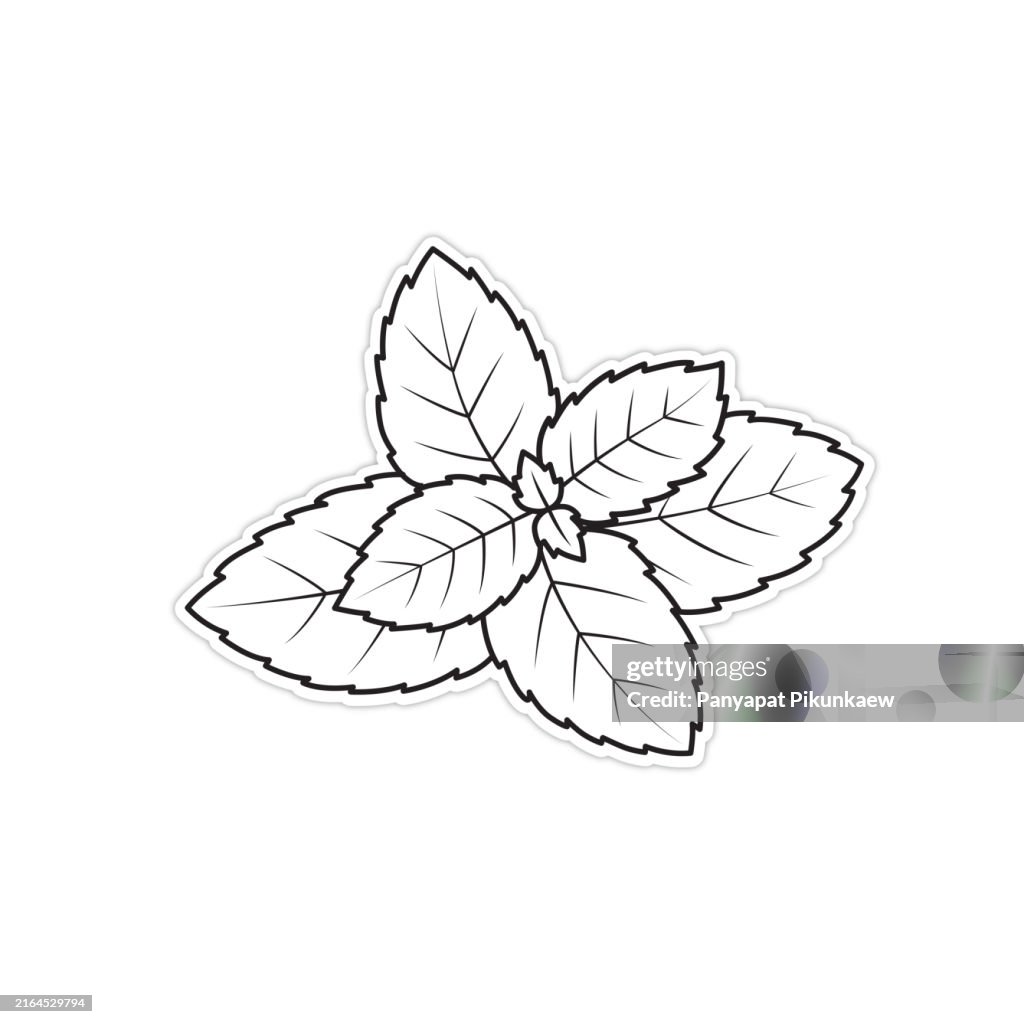 Vector illustration of Fresh green mint leaves growing on white background black and white drawing For children to learn to color according to the picture.