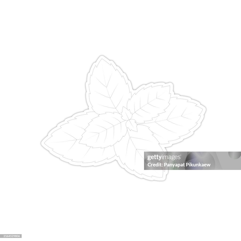 Vector illustration of Fresh green mint leaves growing on white background dot to dot line drawing For children to learn to draw lines along the dotted lines.