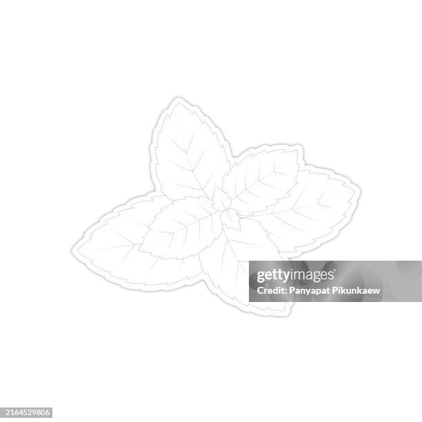 vector illustration of fresh green mint leaves growing on white background dot to dot line drawing for children to learn to draw lines along the dotted lines. - menthol stock illustrations