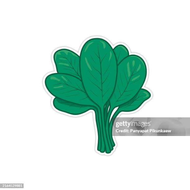 illustrazioni stock, clip art, cartoni animati e icone di tendenza di illustrazione vettoriale di mazzo di foglie di spinaci biologici freschi che crescono - spinaci