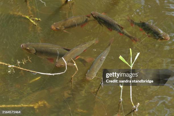 River Rudd 107 Common Rudd Stock Photos, High-Res Pictures, and Images - Getty Images