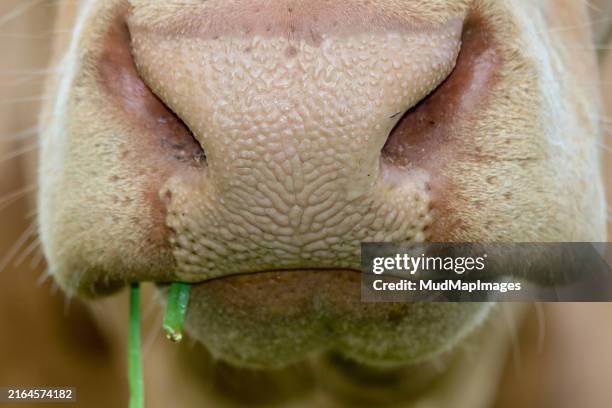 close up of the print on a cows nose - tierische nase stock-fotos und bilder