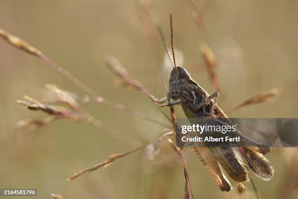 grashopper - locust stock pictures, royalty-free photos & images