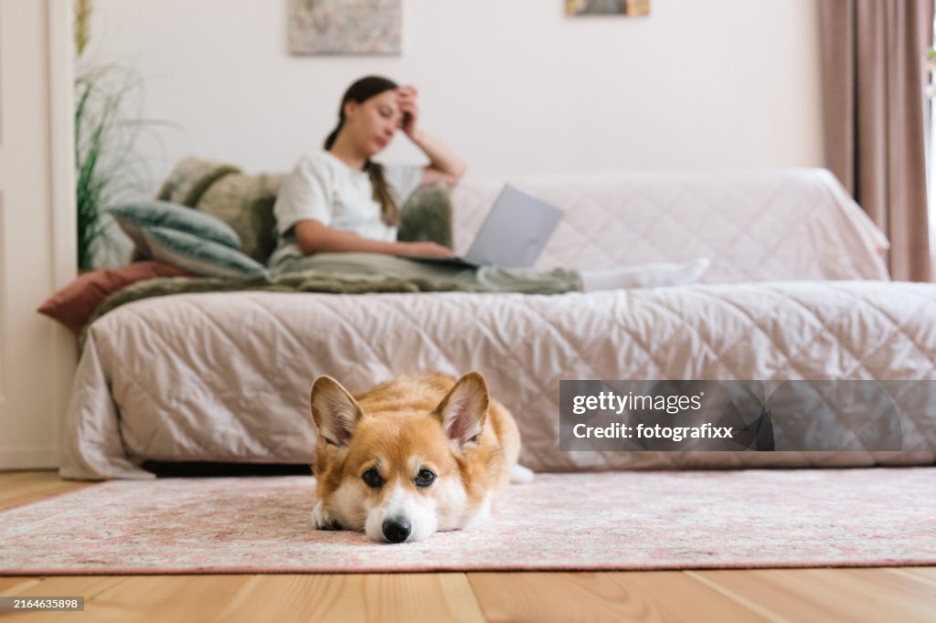 Dog sits in front and waits while young woman works on laptop on sofa