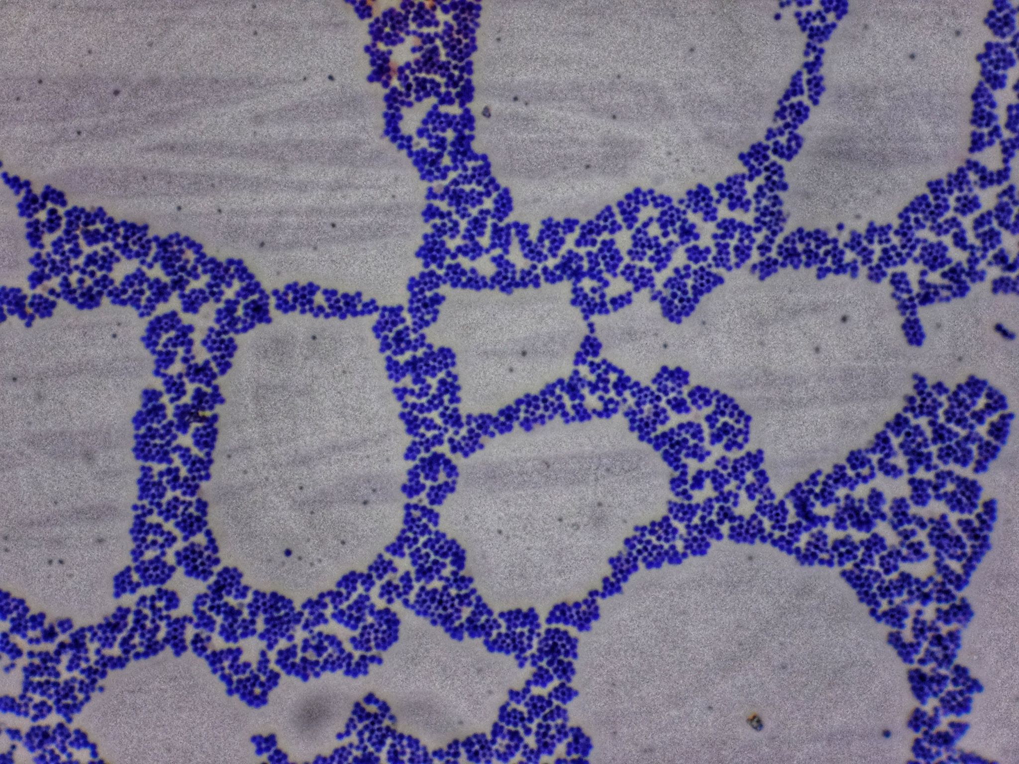 toxicology analysis