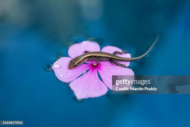 small sun skink lizard found floating on fragipani flower in swimming pool - out of context stock pictures, royalty-free photos & images