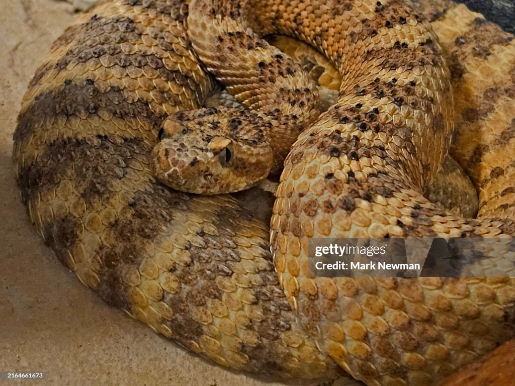 Tiger rattlesnake