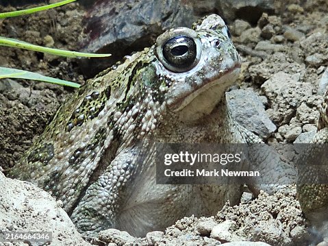 Great Plains Toad Great Plains Toad