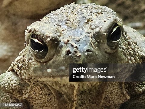 Great Plains Toad Great Plains Toad