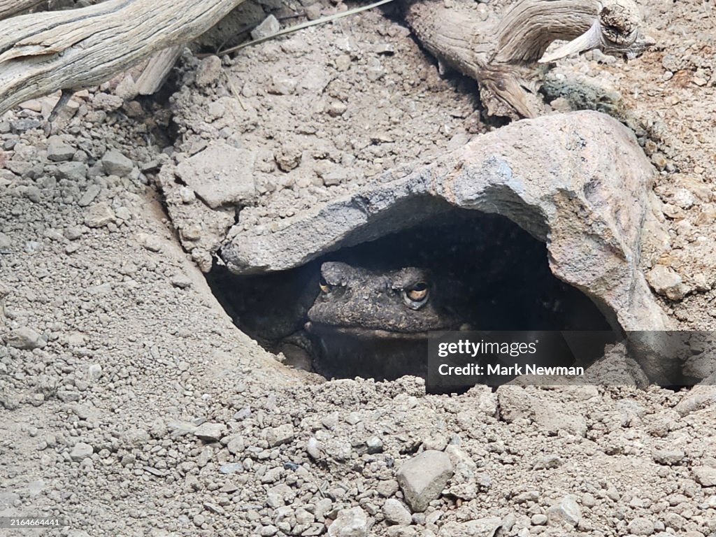 Sonoran desert toad