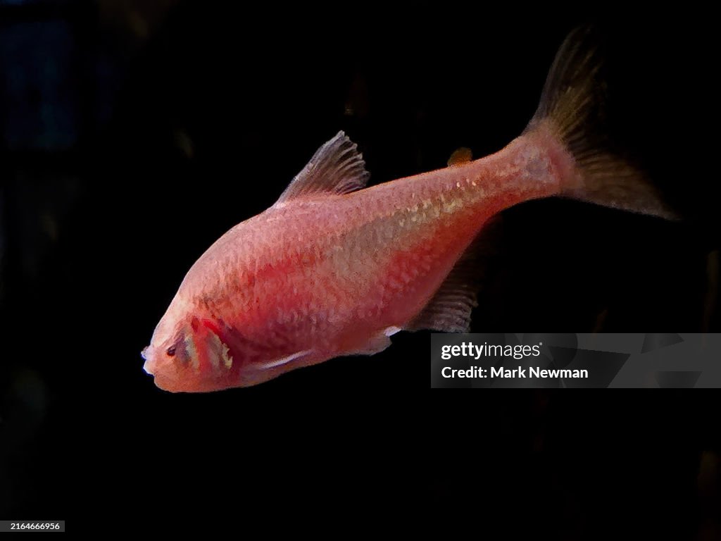 Blind Cave Fish