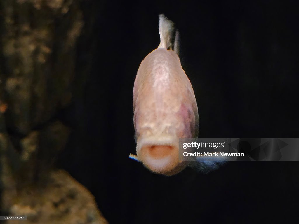 Blind Cave Fish