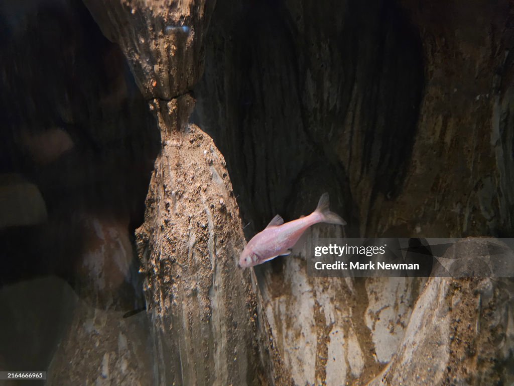 Blind Cave Fish