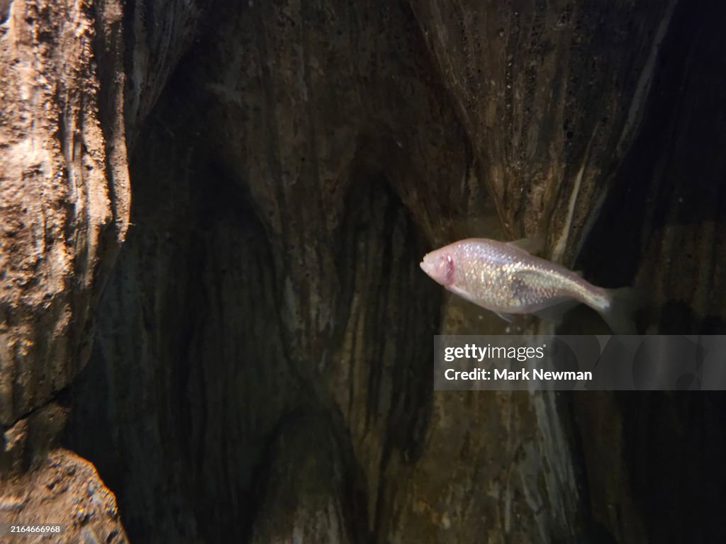 Blind Cave Fish