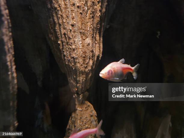 blind cave fish - blind cave fish stock pictures, royalty-free photos & images