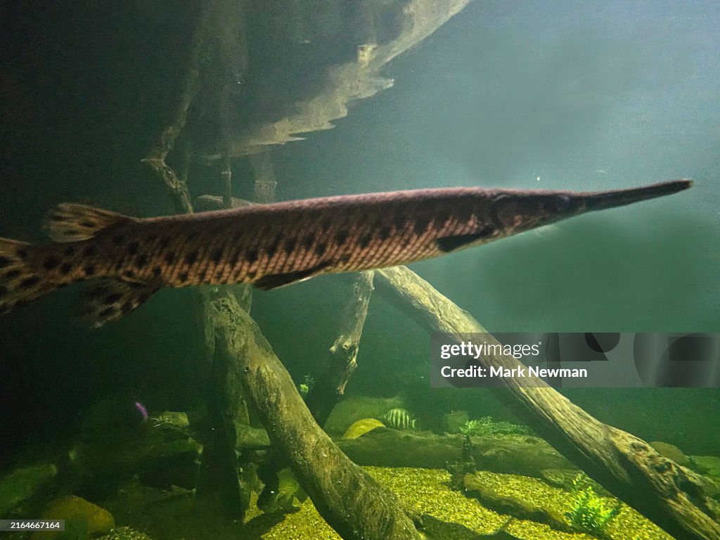 Longnose Gar