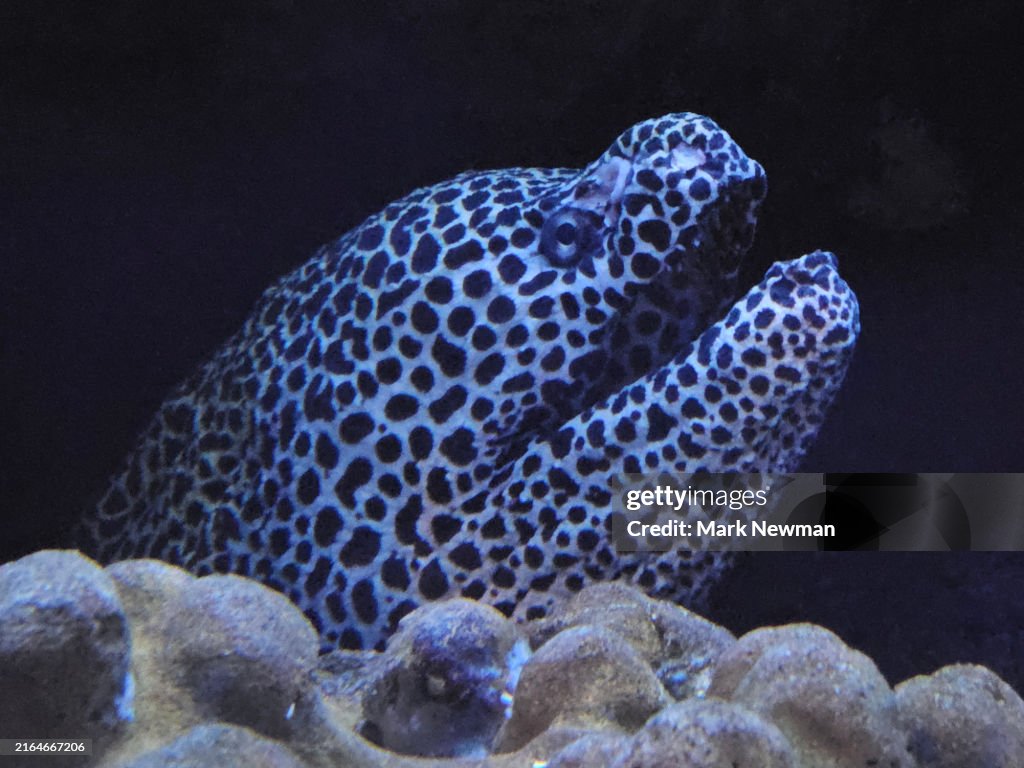 Honeycomb moray eel