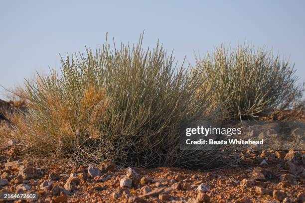euphorbia gregaria in the arid landscape, south africa - outback stock pictures, royalty-free photos & images