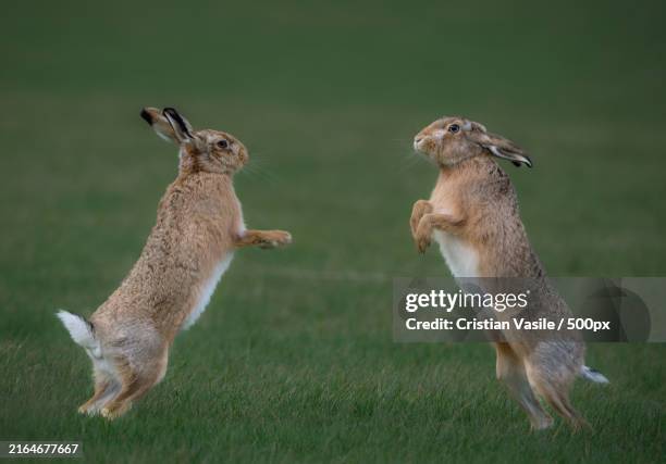 Hare Rabbit Fight 175 Hare Fight Stock Photos, High-Res Pictures, and Images - Getty Images