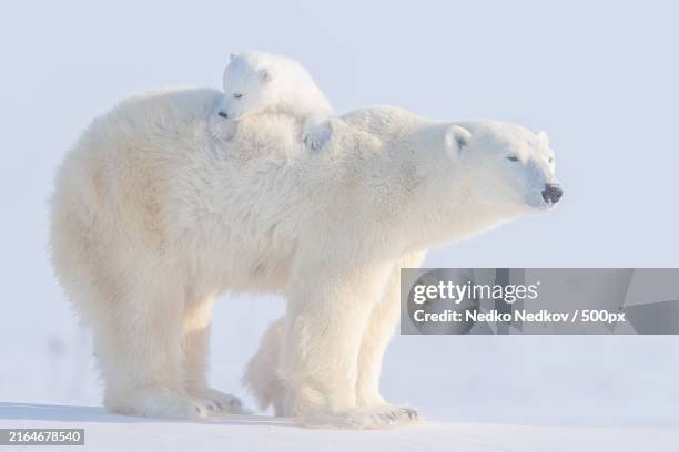 side view close-up of white polar bear family in snow - raubtier stock-fotos und bilder