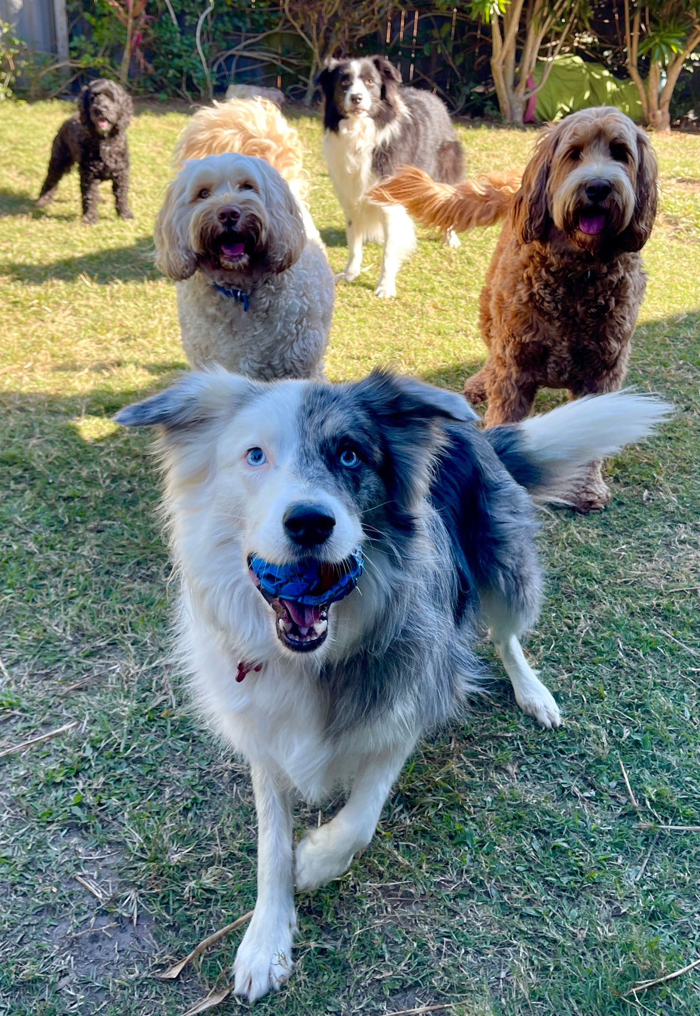dog daycare