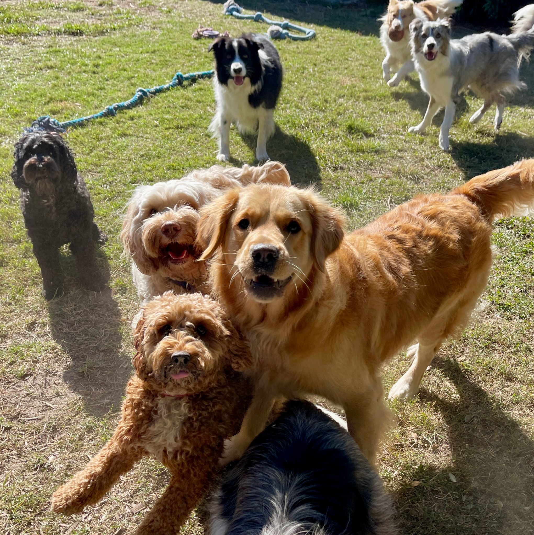 dogs playing together