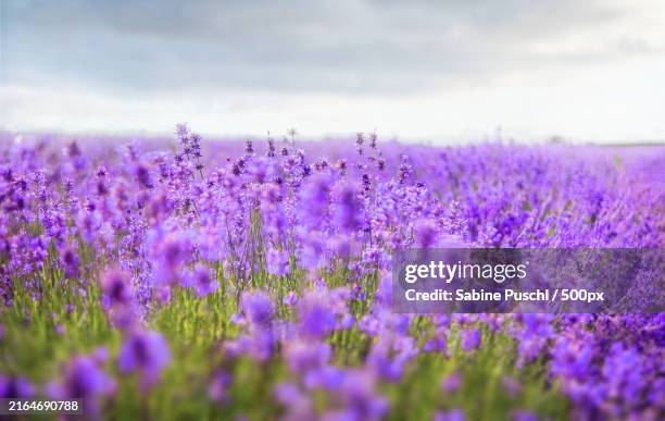 close-up of purple flowering plants on field - lavender feild stock pictures, royalty-free photos & images