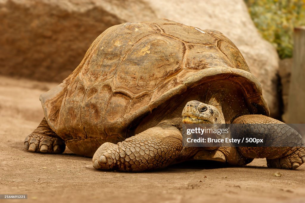 Close-up of russian tortoise shell,Phoenix,Arizona,United States,USA